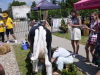 Piknik PCOM (38)
