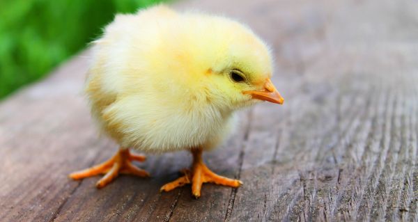 Wysoce zjadliwa grypa ptaków (HPAI) na Mazowszu – apel Wojewody do hodowców